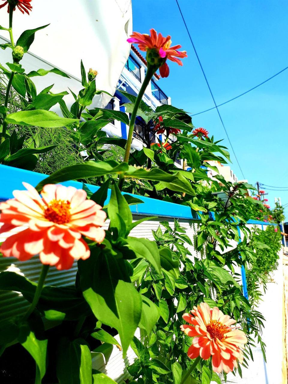מלון לגאנאס Zante Dahlia מראה חיצוני תמונה