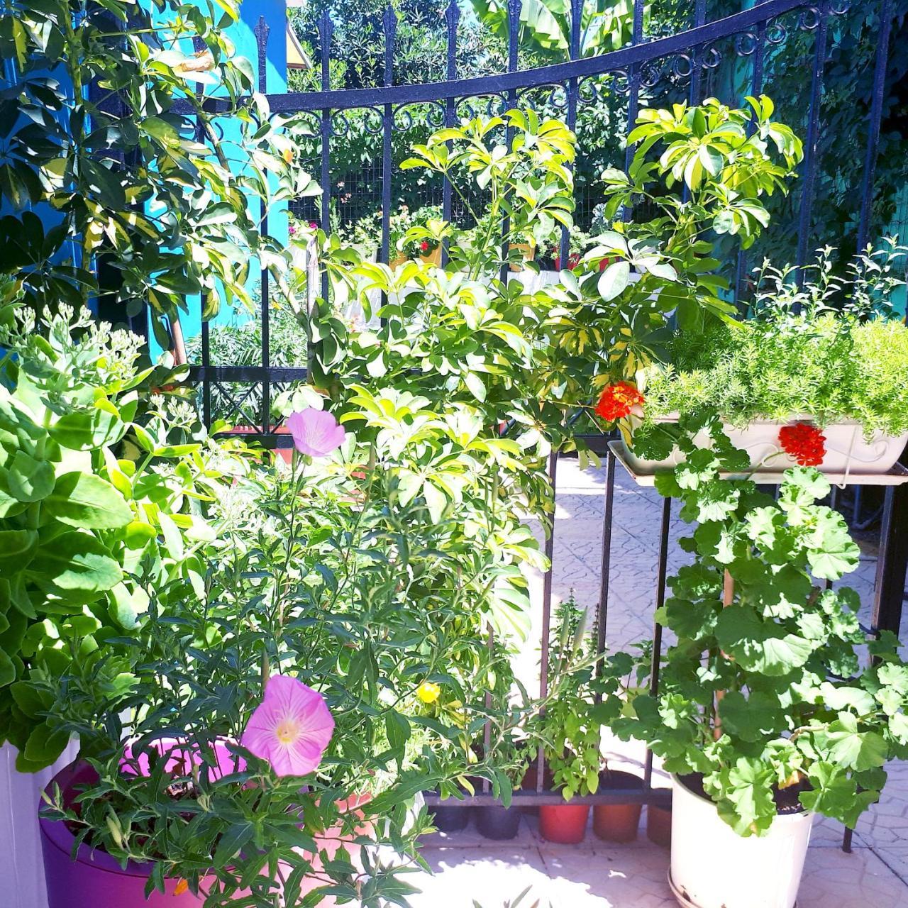 מלון לגאנאס Zante Dahlia מראה חיצוני תמונה