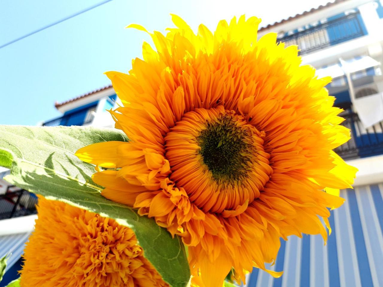 מלון לגאנאס Zante Dahlia מראה חיצוני תמונה